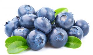 幼犬可以吃蓝莓吗